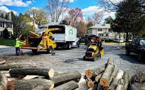 How Our Tree Care Process Works  in  Cherry Creek, CO